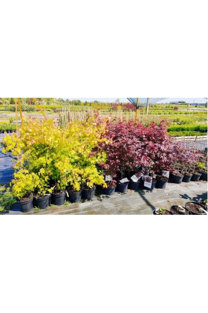 Клен Оранж Дрим - 5л/вис.100-160см/Ø30-40см